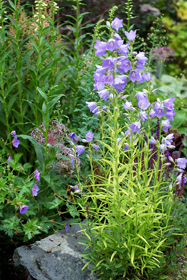 Campanula persicifolia 'Blue-Eyed Blonde'